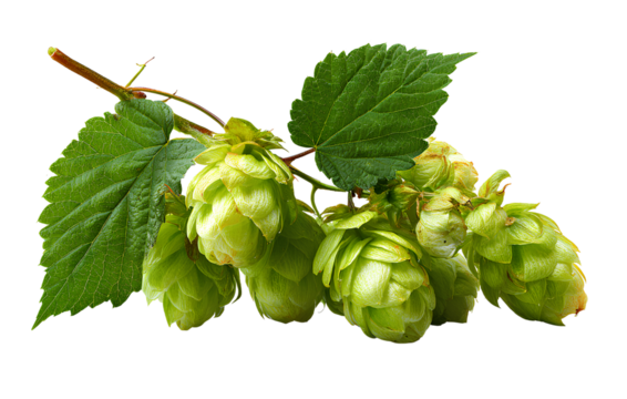 Hops isolated on a transparent background