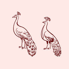 Sketch of two peacocks. Sketch of birds. Ornithology. Wild fauna. Wild birds.
