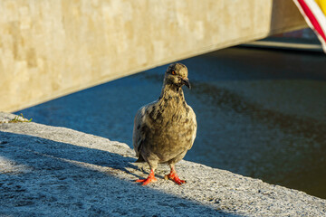 Beautiful wild pigeon with striking red eyes, standing on a sunlit stone ledge beside calm water.