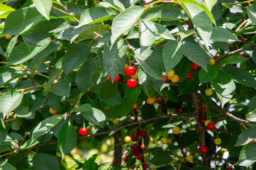 Bright red and yellow cherries dangle from the branches of a vibrant cherry tree surrounded by healthy green foliage on a sunny day