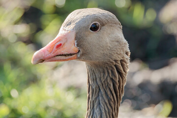 Headshot of a Greylag Goose (Anser anser) in South Holland, Netherlands, captured during spring 2025 in natural daylight