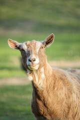 Direct view of a light brown goat standing on lush spring grass in South Holland, Netherlands, captured in natural daylight