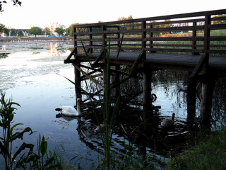 Swans on a lake with cygnets and a wooden bridge in the background