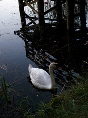 Swans on a lake with cygnets and a wooden bridge in the background