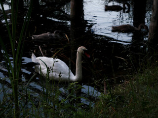 Swans on a lake with cygnets and a wooden bridge in the background