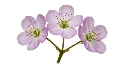 Isolated Flowers