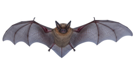 Isolated Big Brown Bat