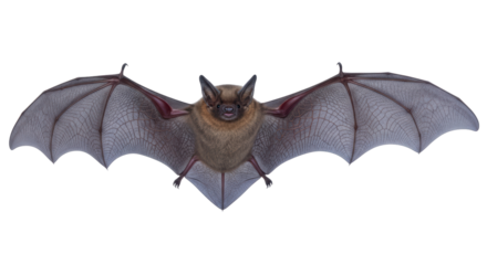 Isolated Big Brown Bat