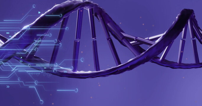 Displaying dark purple DNA double helix spanning space, with light blue circuit overlays