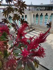 Amaranthus caudatus also known as Amaranthus mantegazzianus is a species of annual flowering plant....