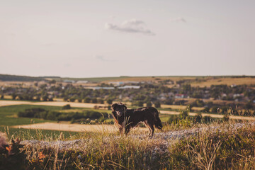 Joyful dog explores a scenic hillside at sunset near a quiet village surrounded by vibrant fields and gentle hills