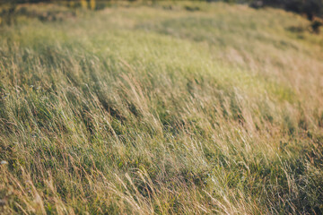 Golden blades dance in the gentle breeze on a warm summer evening in a serene meadow