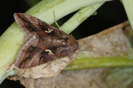 Gammaeule,  Autographa gamma, Falter