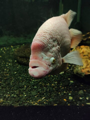 Giant gourami fish or Osphronemus goramy in aquarium. Wildlife animal.