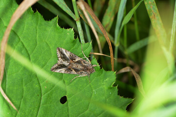 Gammaeule,  Autographa gamma; Falter