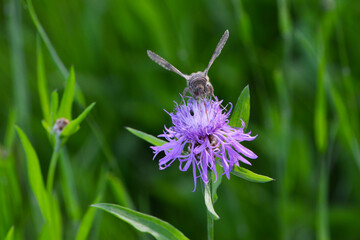 Gammaeule,  Autographa gamma, Falter