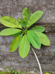 Plumeria Rubra is a deciduous plant species belonging to the genus Plumeria. Originally native to...