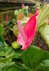Tropical red flowers, Anthurium at summer garden