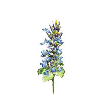 G&uuml;nsel Aquarell h&auml;ndisch gezeichnet kriechender