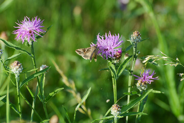 Gammaeule,  Autographa gamma, Falter