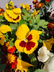Viola wittrockiana Gams, flowers with colourful petals,colorful pansies, large colour palette, petals purple, yellow, orange, red, pink, red,