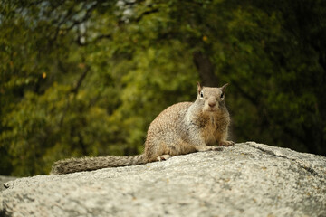 Curious Wild Grey Squirrel on a Rock in a National Park