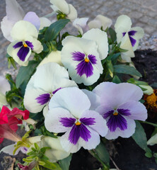 Viola wittrockiana Gams, flowers with colourful petals,colorful pansies, large colour palette, petals purple, yellow, orange, red, pink, red,