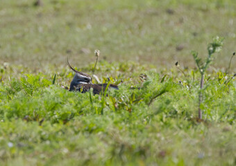 Lapwing resting hidden in the flower meadow, head of the lapwing looks over the grass, sleeping...