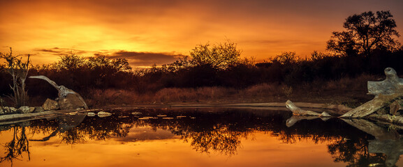 Waterhole scenery at sunset in Greater Kruger National park, South Africa