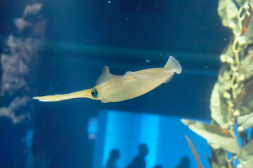 Bigfin reef squid (Sepioteuthis lessoniana) under water