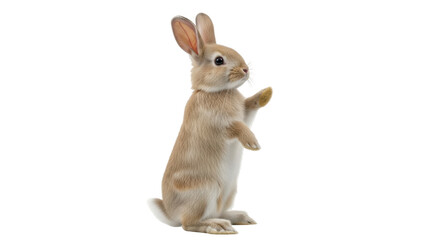 Isolated Bunny Standing Up