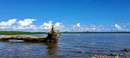 Scenic River Landscape with Driftwood and Blue Sky in Iguape, Brazil


