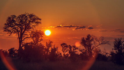 Sunset in savannah in Greater Kruger National park,  South Africa