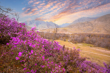Blooming maralnik in the spring mountains of Altai, siberia, Russia