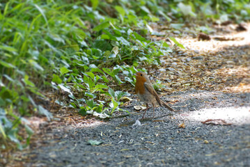 European robin (Erithacus rubecula) sitting on stone path in Zurich, Switzerland