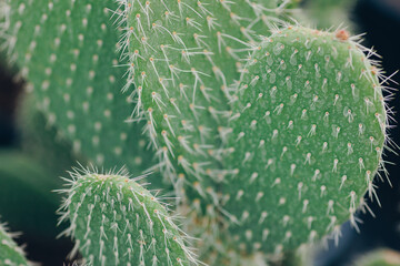 Close-up of prickly pear cactus with green pads and spines in natural light