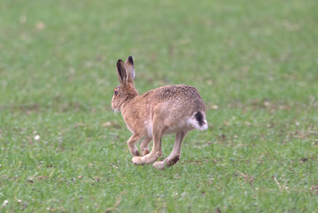 European Hare (Lepus europaeus) running. Taken near Salisbury, England.