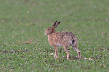 European Hare (Lepus europaeus) running. Taken near Salisbury, England.
