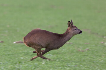 Roe Deer (Capreolus capreolus) running. Taken near Salisbury, England.