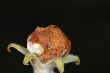 Apfelblütenstecher,  Anthonomus pomorum L.