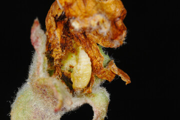 Apfelblütenstecher,  Anthonomus pomorum L.