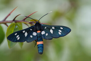 Closeup on an nine-spotted  or yellow belted burnet moth, Amata phegea with open wings