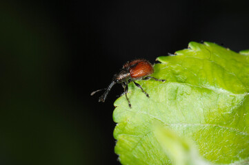 Rotbraune Apfelfruchtstecher, Caenorhinus aequatus