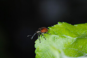 Rotbraune Apfelfruchtstecher, Caenorhinus aequatus