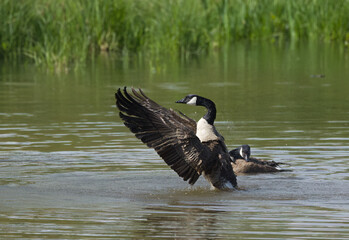 Canadian goose from the side with outstretched wings, Canada goose with outstretched wings in the...
