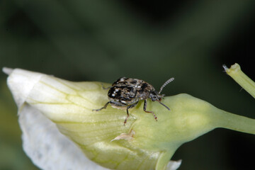 Gemeine Erbsenkäfer,  Bruchus pisorum