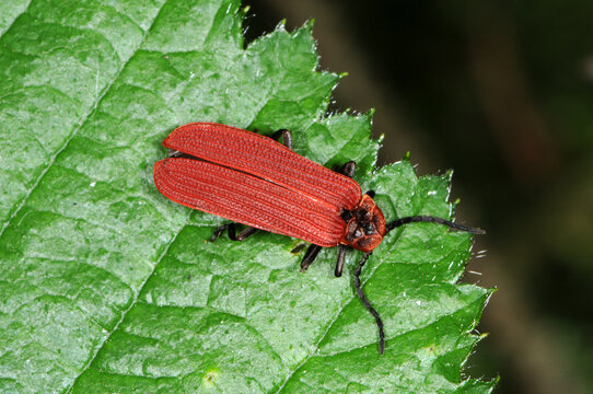 Rotdeckenk&auml;fer,  Platycis minutus