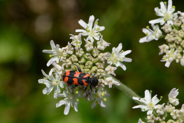 Gemeine  Bienenkäfer, Trichodes apiarius