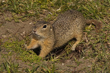 European ground squirrel on the hill Radouc at Mlada Boleslav in Central Bohemia,Czech republic
