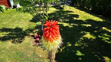 Sweden. Kniphofia uvaria is a species of flowering plant in the family Asphodelaceae, also known as...